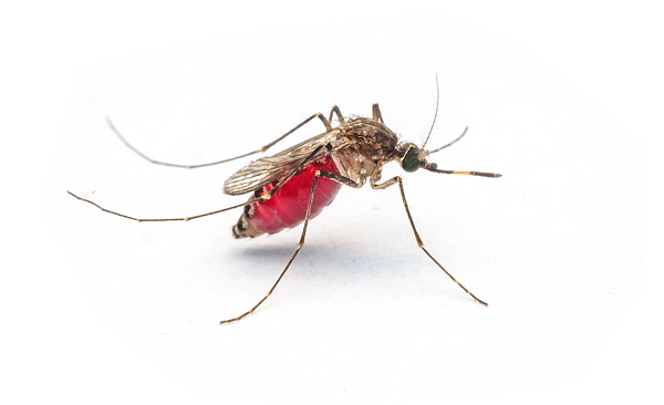 Zikamug Gelekoortsmug Aedes aegypti
